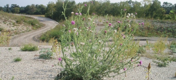 Nature Conservation | Landscape Maintenance Nature Conservation | Landscape Maintenance