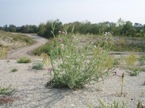 Naturschutz | Ökologie 