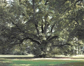 Revitalization Palace Garden Grafenegg