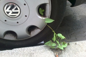 Mehr Grün geht nicht