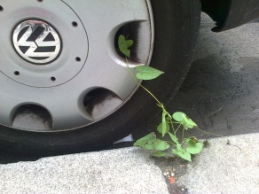 Mehr Grün geht nicht