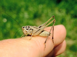 PV ANLAGE HEIZKRAFTWERK SÜD