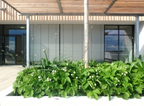 Bildungscampus Aspern - Terrassen