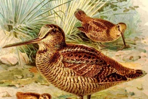 Scolopax rusticola