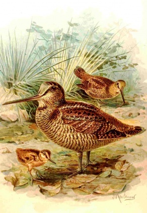 Scolopax rusticola