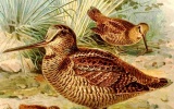 Scolopax rusticola